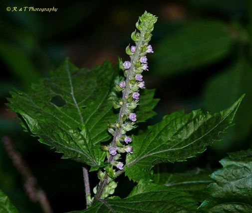 {Perilla frutescens}